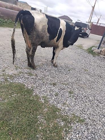 simmental inək cinsi: Salam cins inay satilir balasi diwidi hal hazirda 17 letir sagilir — 2