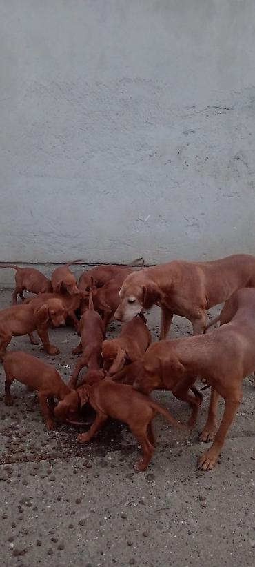 mali psi za stan na poklon: Prodajem stence madjarske vizle ostenjeni 1.07 2026. Roditelji su — 3