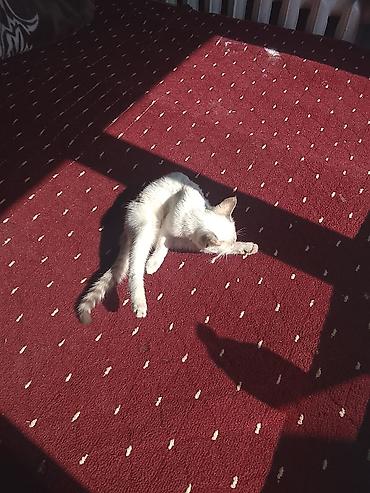 приют для котят: Кошка даром: Беспородная, Девочка — 1