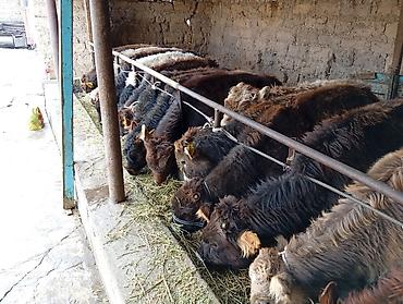 Коровы, быки: Продаю | Бык (самец) | Швицкая | На откорм — 5