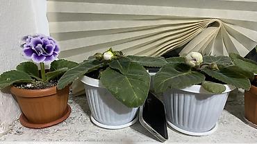 цветы для кафе: Глоксиния (Sinningia speciosa), крупноцветковые сорта - Эффектные — 3