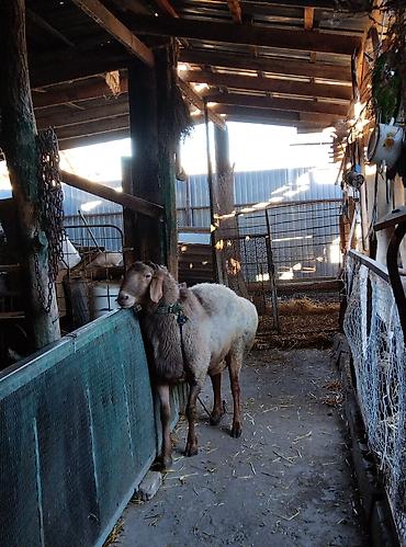 Баран, овца: Продаю | Овца (самка) | Для разведения | Матка — 9