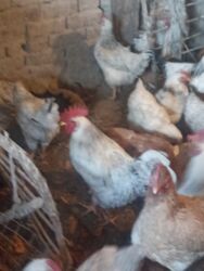 джек рассел терьер купить бишкек: Здравствуйте продаётся домашний петухи и куры город джалал-абад