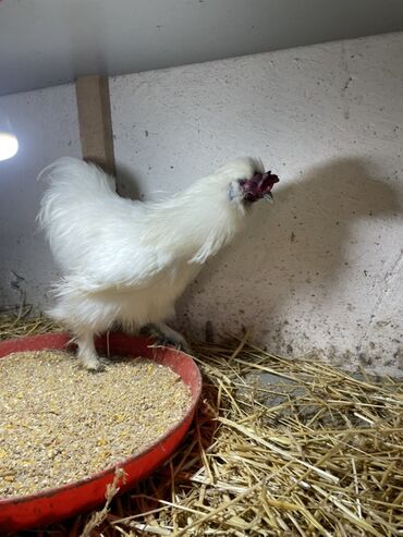 Toyuqlar: Toyuq, Damazlıq, Ünvandan götürmə — 8