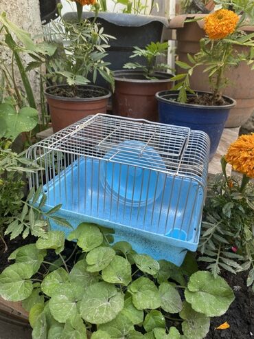 Qəfəslər: Kiçik ev heyvanları üçün, məsələn, hamsterlər üçün nəzərdə tutulmuş