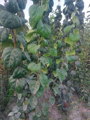 Tinglər: Məhsul: Armud tingləri və meyvəlik ağaclar - Növ: Armud (şəkildə — 3