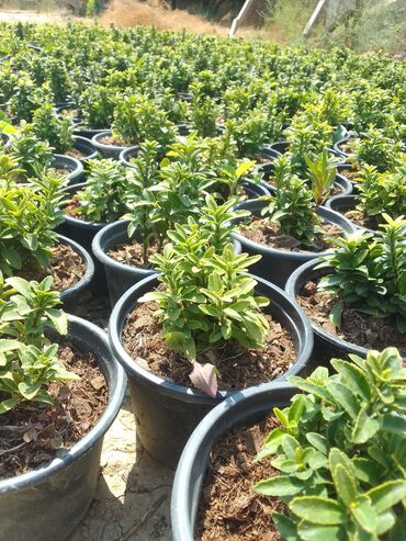 Digər bitkilər: Şimşad bitkisi bağlar, parklar və landşaft dizaynında geniş istifadə — 4