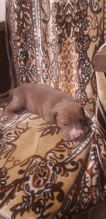 İtlər: Pitbul — 2