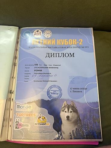 Продажа собак: Бернский зенненхунд, 6 месяцев, Самец, С прививкой — 12