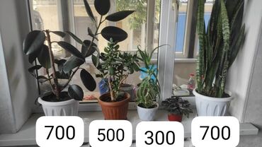 порошок из дождевых червей купить: Цветы. Большие 700, маленькие 300, средний 500