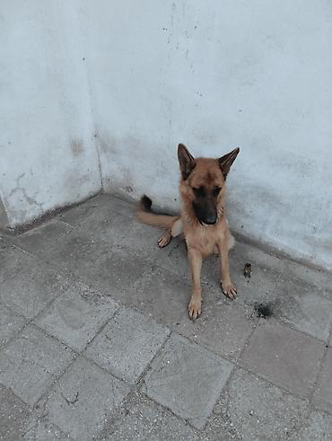 Alman çoban iti