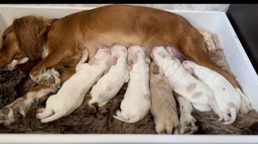 охотничий собак: Открывается бронь на Щенки английского кокер-спаниеля, родились