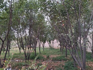 Bağ evlərinin satışı: Yerləşir:Göyçay rayonu Ərəb bələdiyyəsinin yanı trasın qrağı.25 sot -da lalafo.az — 9 Bağ evlərinin satışı: Yerləşir:Göyçay rayonu Ərəb bələdiyyəsinin yanı trasın qrağı.25 sot — 9