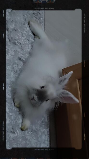манеж для животных: Продаю кролика, ей 2 годика, карликовый, вместе с клеткой