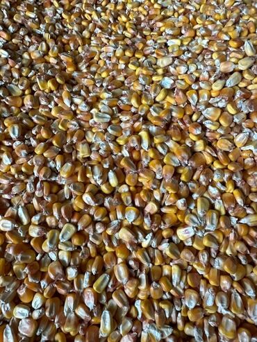 корм оазис: Кукурузы мешках около 15 Ти тон