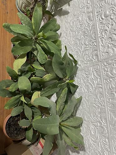 молочай миля: Комнатное растение — молочай миля (Euphorbia milii, “корона Христа”) в — 1