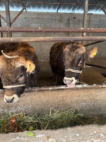 Коровы, быки: Продаю | Музоо, торпок | На откорм | Привязанные — 4