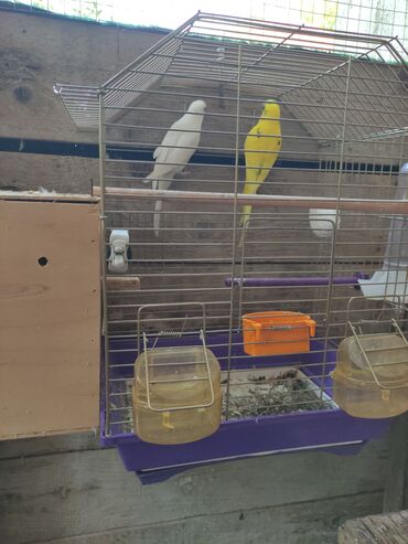 Tutuquşları: Papuqaylar biri 14 Azn erkey disi var — 7