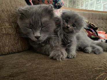 шотландская прямоухая кошка цена: Скотиш Фолд (Шотландиялык шалпаң кулак), 1 айлык, Ургаачы, Көгүлтүр, Лотокко барууга үйрөтүлгөн