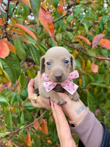 Psi: Odgajivacnica pasa “Happy Puppies” ima prelepe stence mini jazavicara — 3