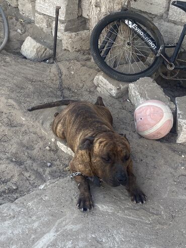 İtlər: Pitbul, 8 ay, Erkek, Peyvəndli