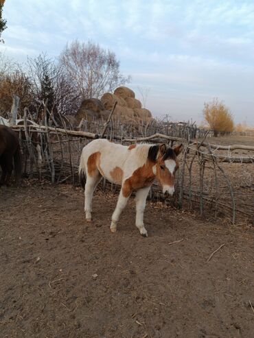 Лошади, кони: Продаю | Жеребенок | Полукровка | Рабочий — 5