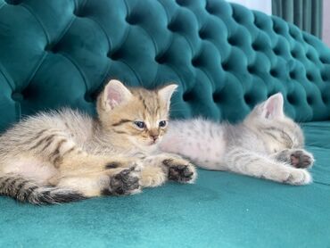 cat: Şinşilla, Erkək, Yaxşı əllərə, Ödənişli çatdırılma, Ünvandan götürmə