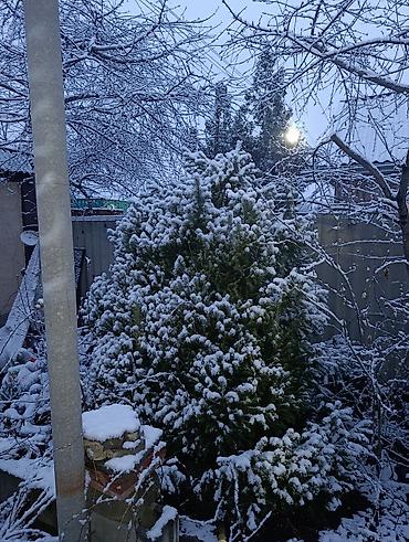 Пихта: Пихты/ели для участка - Живые хвойные деревья, выращенные на — 2