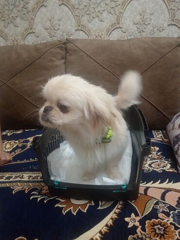 İtlər: Pekines, 2 il, Dişi, Peyvəndli, Ünvandan götürmə, Ödənişli çatdırılma — 7