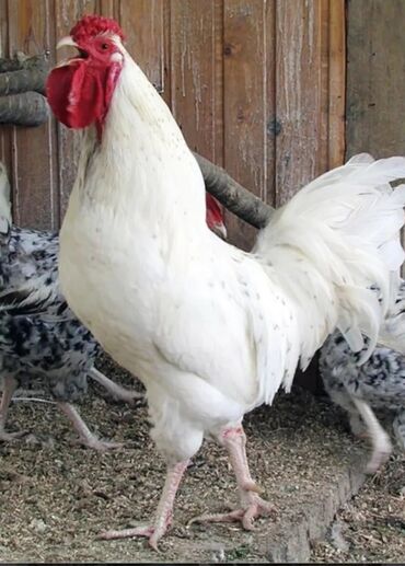 цыплята бройлеры бишкек: Продаю | Куры, Петух, Цыплята | На забой, Для разведения, Несушки