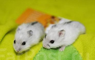 Хомяки: Джунгарские хомячки разных расцветок. Так же есть и сирийские хомячки — 10