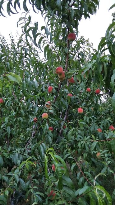 Torpaq sahələrinin satışı: 90 sot, Mülkiyyətçi, Kupça (Çıxarış) — 8