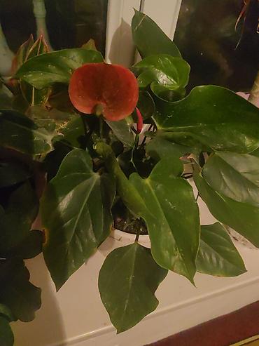 Антуриум (Anthurium andreanum) в горшке. - Эффектное комнатное