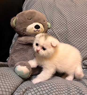 Кошки: Шотландская, Самка, В добрые руки, Самовывоз — 3