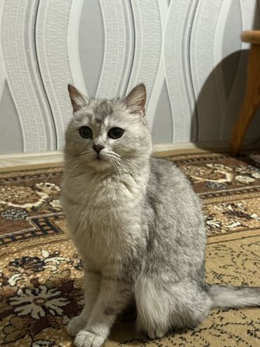 Продажа кошек: 1 год, Девочка, Серебристая шиншилла, Приучена к лотку, Проглистована, С прививками