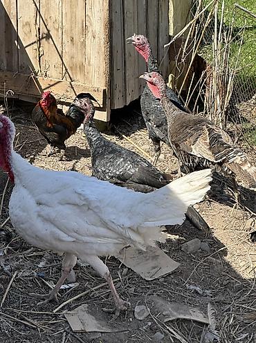 Птицы: Самки и самцы — 9