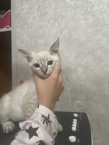 русская голубая кошка котята: Сиамская, 3 месяца, Мальчик, Белый, Приучена к лотку