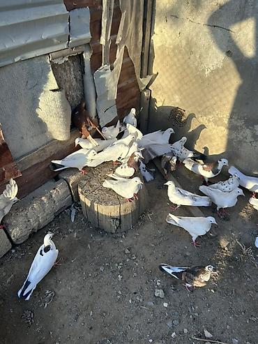 goyercin hini: Salam hamsi 4 cut quwdan toremedi tergzlr 32 dene heyvandi tek satlmr — 7