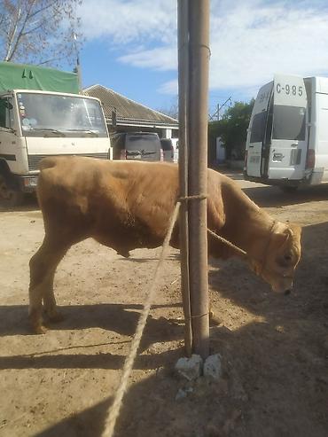 Inəklər, öküzlər: Inəklər, öküzlər — 5