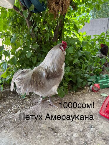 Птицы: Продаются ‼️