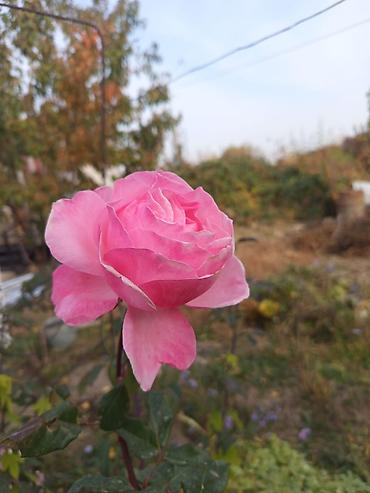 Продажа домов: Дача, 60 м², 3 комнаты — 10