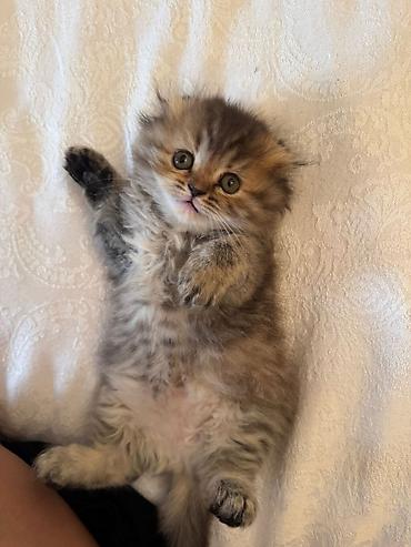 Pişiklər: Şotland — 4