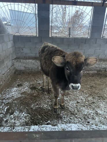 Коровы, быки: Продаю | Тёлка | На откорм, Для разведения, Для молока — 9