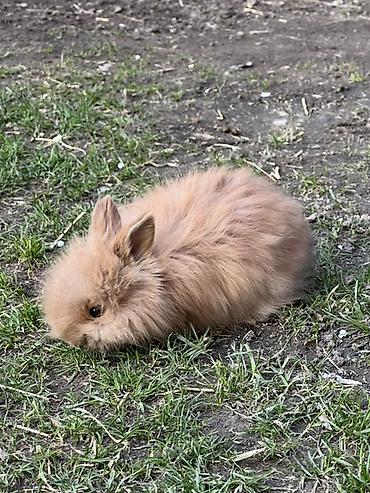 Декоративные кролики: Декоративные кролики (длинношёрстные, тип львиноголовый/карликовый) — 10