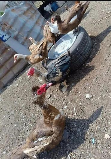 ordek satilir: Krasnadar sortu lal öredekler satılır boyük isdeyen olsada böyük — 4