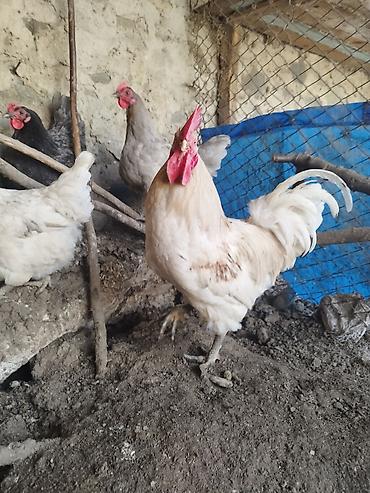 papuqay satisi: Avstrolop yumurtası satılır, ağ, qara, boz rəngləri var — 1