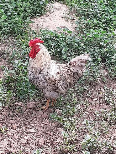 Toyuqlar: Saglam cavan xoruz həm damazlıg həmdə kəsim ücün ünvan Zıg — 1