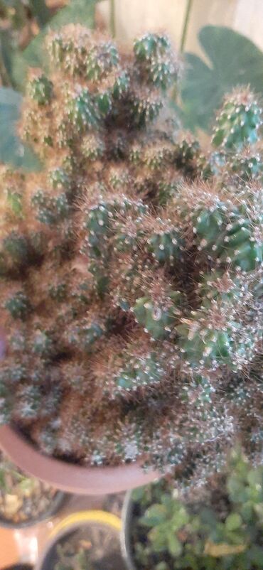 Otaq bitkiləri: Hazir qabda ekilmiş, boyuk ölcude kaktus bitkisi, sağlam ev şeraitin — 9