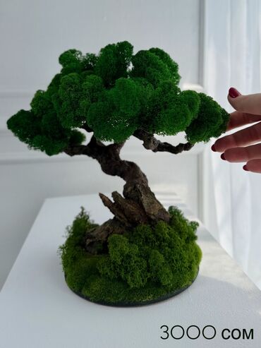 Декоративные цветы: Деревья-бонсай из натурального стабилизированного мха🌳 -это — 41
