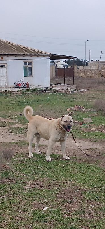 İtlər: Kanqal, 2 il, Erkek — 6